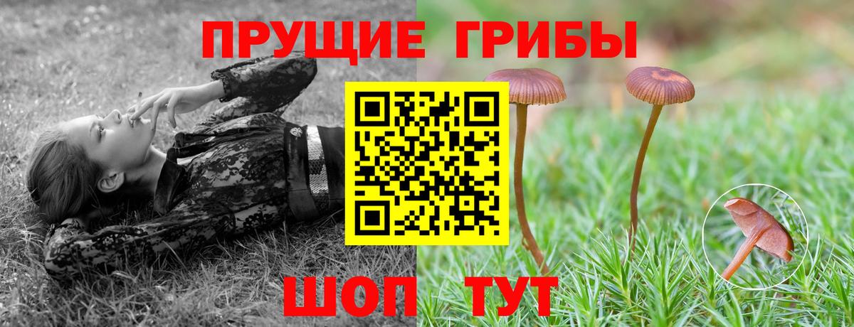 Полевской  Псилоцибиновые грибы ЛСД  Вход с VPN  Галлюциногенные грибы Psilocybe 